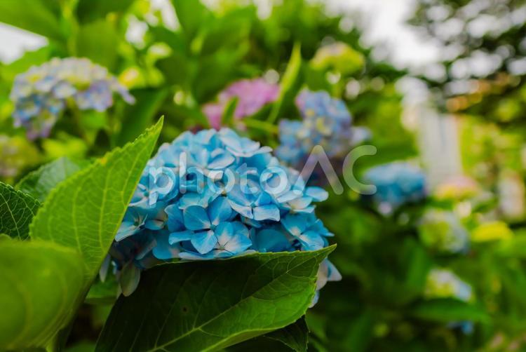 【青森】青い森公園の花 2025 青い森公園,公園,青森の写真素材