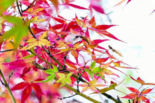 鮮やかなモミジの混合色 紅葉,モミジ,カエデの写真素材