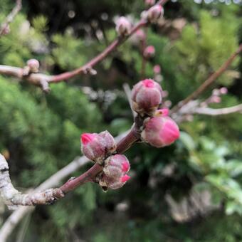 桃の花のつぼみ 桃の花のつぼみの写真