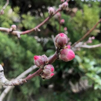 Peach bud, आड़ू, आड़ू, मार्च, JPG