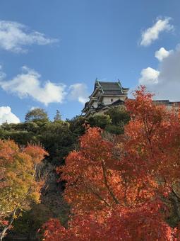 和歌山城と紅葉 和歌山城,もみじ,紅葉の写真素材
