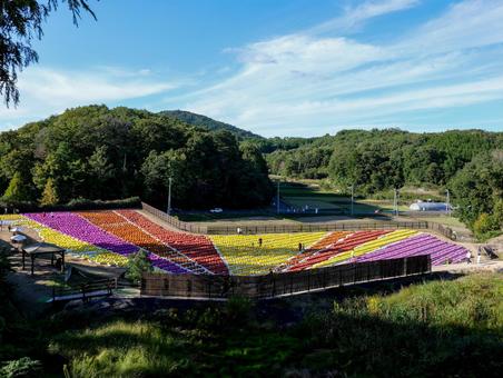 ダリア ダリア ダリア,菊,ガーデンマムの写真素材