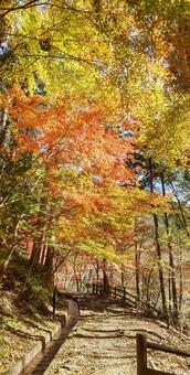 紅葉の小道 紅葉の小道の写真