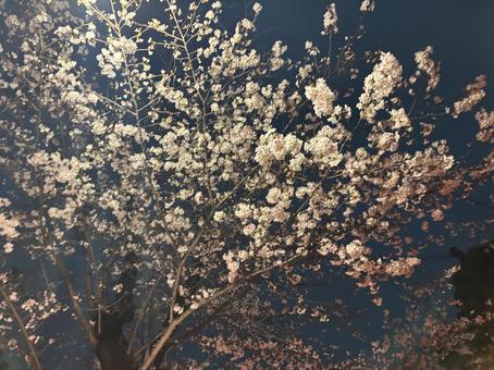 夜桜 夜桜の写真