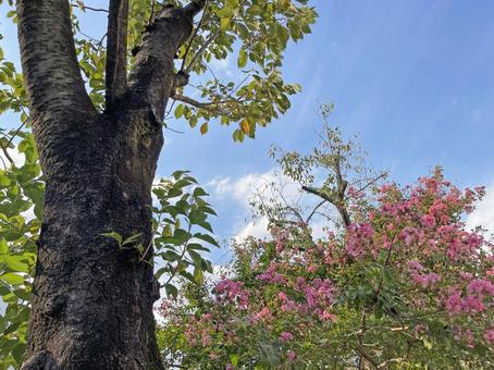 神田川9月:満開のサルスベリの花 神田川9月:満開のサルスベリの花の写真