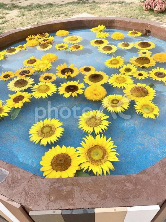 池に散らばる　ひまわり ヒマワリ,summer,きれいの写真素材