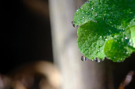 朝の雫 葉っぱ,葉,緑の写真素材
