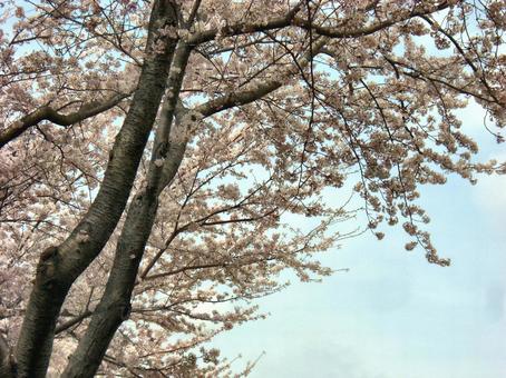 サクラの木-1 サクラの木-1の写真