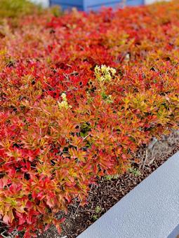 真っ赤に色づく生垣 秋,葉っぱ,紅葉の写真素材