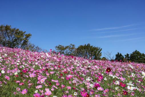 満開のコスモスと青空 コスモス,秋桜,白木峰高原の写真素材