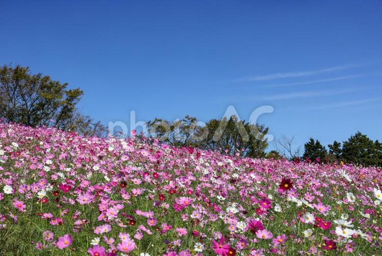 満開のコスモスと青空 コスモス,秋桜,白木峰高原の写真素材