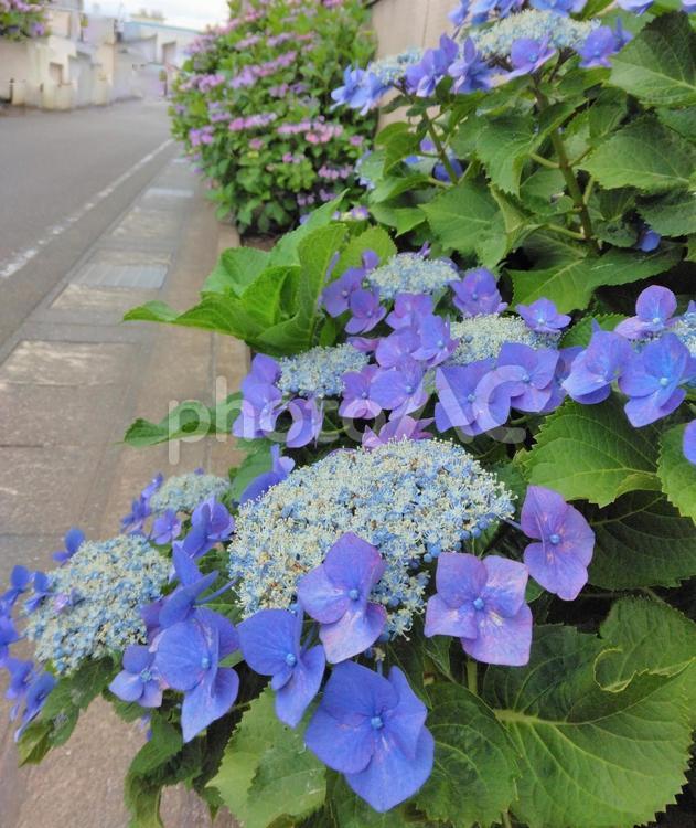 街角のアジサイ 紫陽花,ガクアジサイ,美しいの写真素材