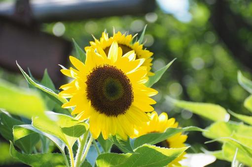 ひまわり 夏 ひまわり 夏の写真