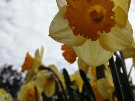 スイセンの写真