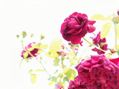 薔薇 薔薇の写真