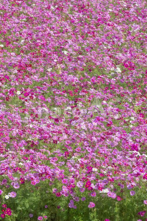 コスモス　秋イメージ コスモス,秋桜,花の写真素材
