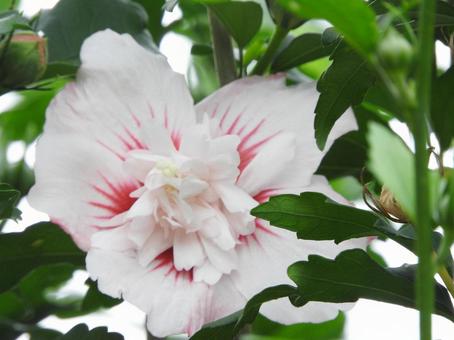 夏の風景の写真