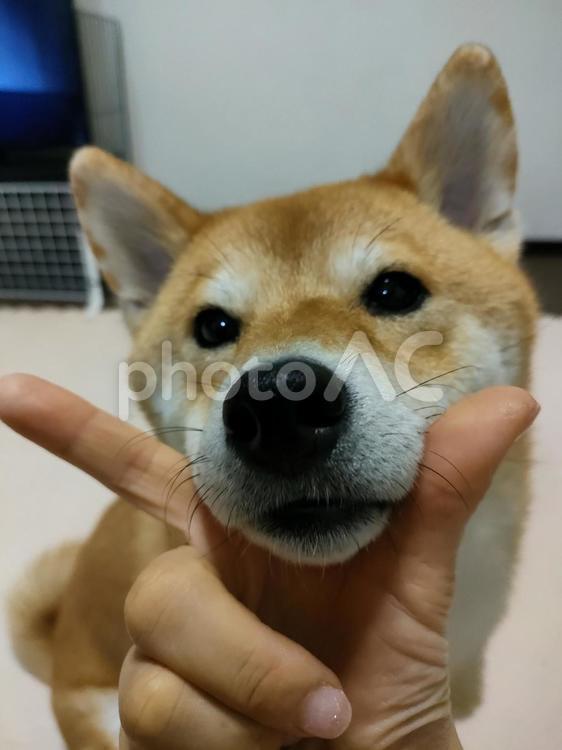上手にあご乗せ出来た柴犬くるみです！ 犬,柴犬,shibainuの写真素材