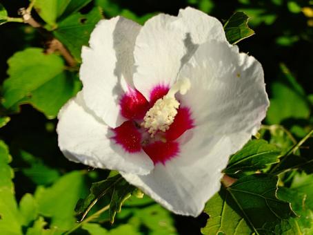 ムクゲの花 ムクゲの花の写真