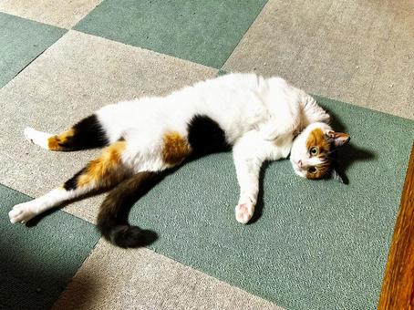 Calico cat lying on its back, JPG