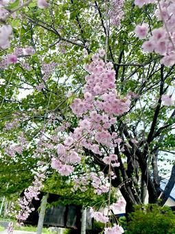 桜③ 桜③ 自然,植物,桜の写真素材