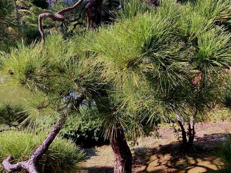 松 松,松の木,針葉の写真素材