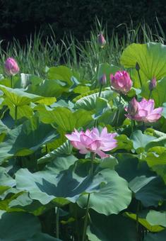 Photo, lotus, bridge, green, 