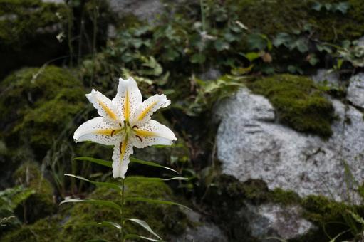 ヤマユリ ヤマユリ ヤマユリ,百合,ユリの写真素材