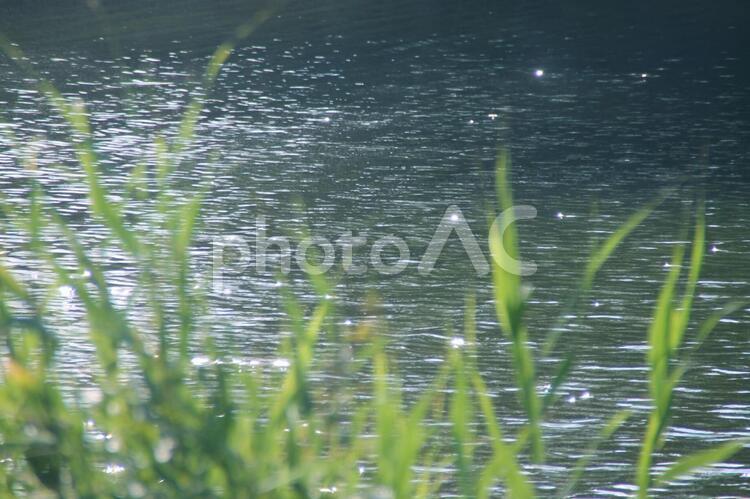 水面きらきら 水面,きらきら,キラキラの写真素材