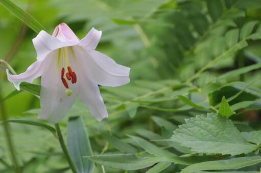 一輪のユリ 花,一輪,アップの写真素材