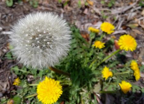 たんぽぽの写真