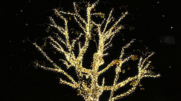 虹の郷　イルミネーション イルミネーション,クリスマス,夜景の写真素材