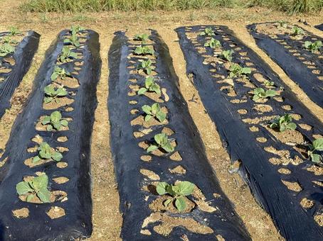 福井県坂井市　冬の畑 畑,農場,竹田水車メロディーパークの写真素材