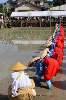 Photo, rice planting, rice, field, 