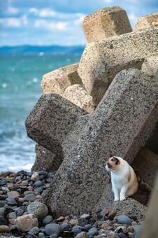 海と猫の風景 海,海岸,海岸沿いの写真素材