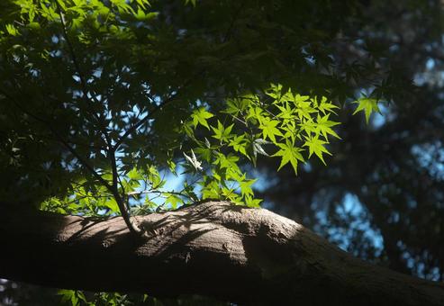 日当たりのもみじ 日当たりのもみじ もみじ,秋,青空の写真素材