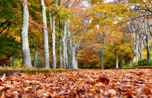 落ち葉の公園 落ち葉,落葉,公園の写真素材