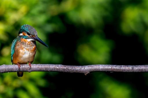 枝にとまるカワセミ・コピースペースの写真