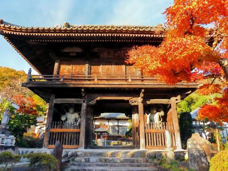 藤田善導寺の紅葉 藤田善導寺の紅葉 藤田善導寺,紅葉,山門の写真素材