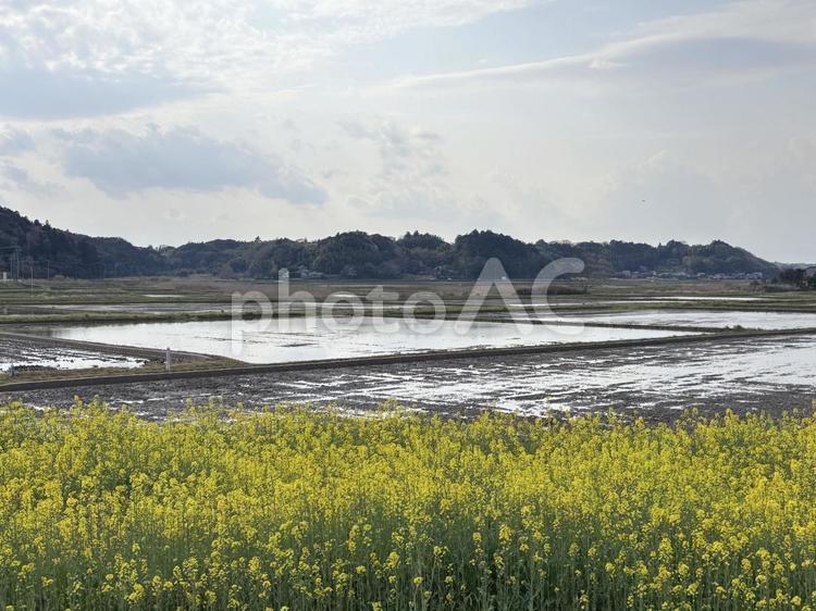 菜の花と代掻きした田んぼ 風景,景色,自然の写真素材