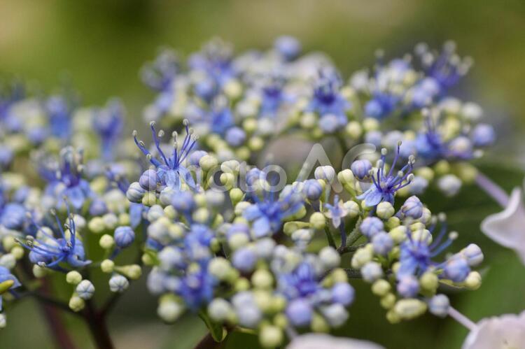 ガクアジサイのクローズアップ ガクアジサイ,紫陽花,あじさいの写真素材