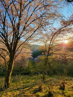 吉野 桜 吉野 桜の写真