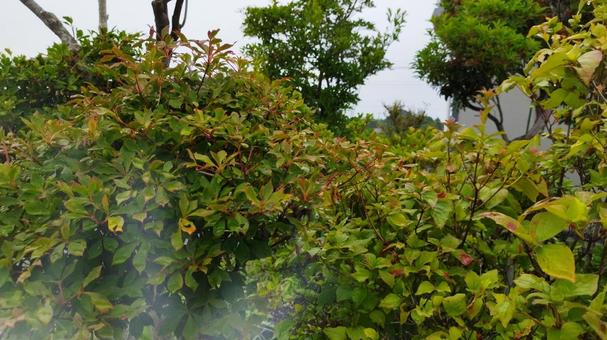 庭の植物の写真