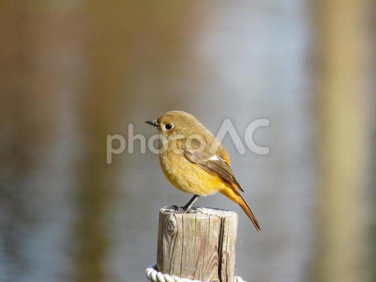 杭の先に留まるジョウビタキのメス ジョウビタキ,尉鶲,じょうびたきの写真素材