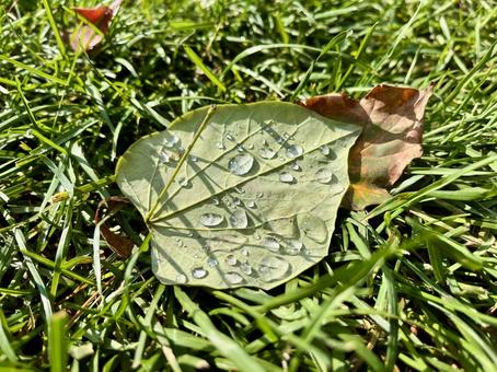 芝生と落ち葉に朝露 朝露,しずく,落ち葉の写真素材