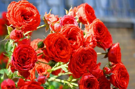 綺麗な赤い薔薇 綺麗な赤い薔薇 薔薇,バラ,赤いバラの写真素材