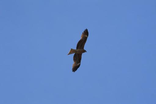 トビ トビ トビ,野鳥,鳥の写真素材