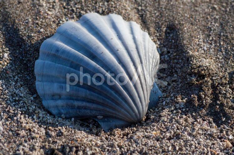 貝殻のある砂浜3 貝殻,砂浜,浜辺の写真素材