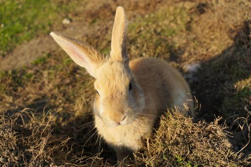 広島県大久野島の土の中のウサギ1　兎素材 うさぎ,穴,掘るの写真素材