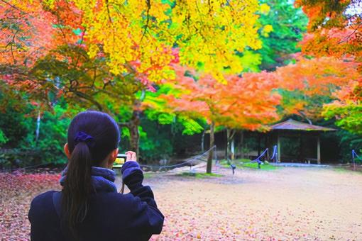 宮島の紅葉を撮影する女性の後ろ姿 宮島,鳥居,廿日市市の写真素材